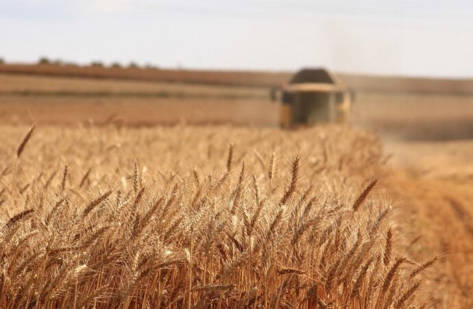 Cum influențează Rusia piața grâului