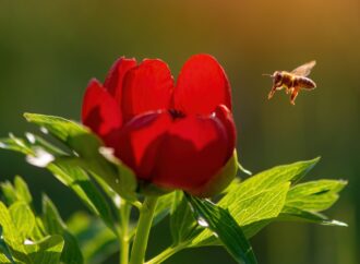 Rezervațiile de bujori din România care oferă adevărate spectacole naturale în luna mai FOTO