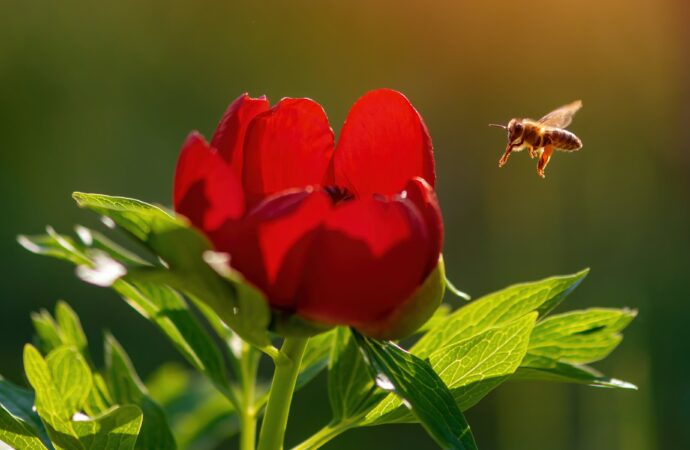 Rezervațiile de bujori din România care oferă adevărate spectacole naturale în luna mai FOTO Rezervațiile de bujori din România care oferă adevărate spectacole naturale în luna mai FOTO