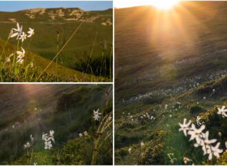 Muntele cu narcise sălbatice din Pasul Vâlcan. Comorile naturii ascunse în trecătoarea Carpaților VIDEO Muntele cu narcise sălbatice din Pasul Vâlcan. Comorile naturii ascunse în trecătoarea Carpaților VIDEO