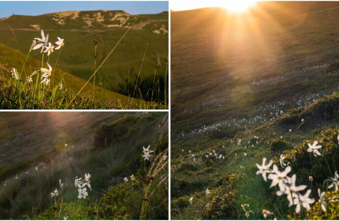 Muntele cu narcise sălbatice din Pasul Vâlcan. Comorile naturii ascunse în trecătoarea Carpaților VIDEO Muntele cu narcise sălbatice din Pasul Vâlcan. Comorile naturii ascunse în trecătoarea Carpaților VIDEO