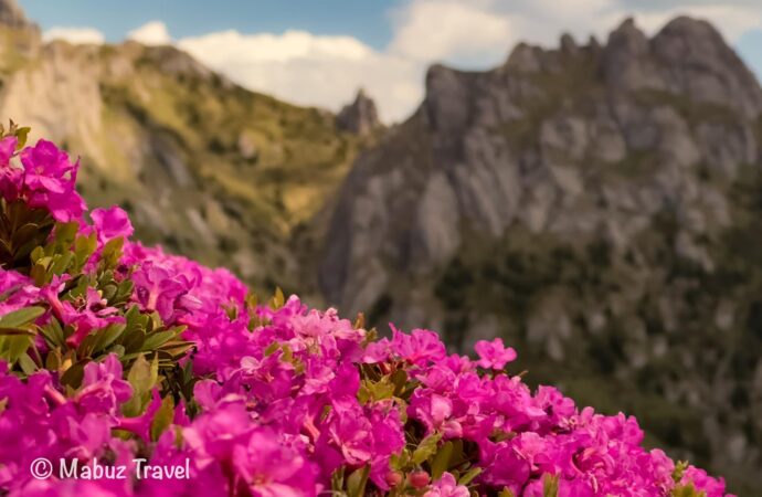 A început sezonul bujorilor în Masivul Ciucaș. Traseul care duce la cea mai frumoasă pajiște FOTO