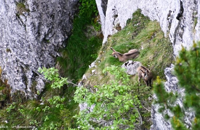 Scene emoționante cu doi iezi de capră neagră, cățărați pe stâncile inaccesibile din Retezat FOTO VIDEO Scene emoționante cu doi iezi de capră neagră, cățărați pe stâncile inaccesibile din Retezat FOTO VIDEO
