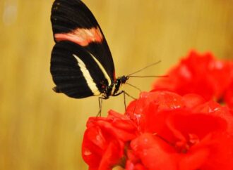 A fost descoperită o autostradă a insectelor. Este considerată „una dintre marile minuni ale naturii” A fost descoperită o autostradă a insectelor. Este considerată „una dintre marile minuni ale naturii”