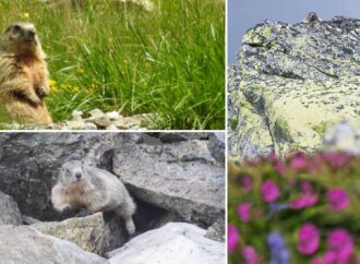 Marmotele din Alpi, adaptate perfect în Retezat. Aparițiile lor pe munte îi încântă pe turiști VIDEO Marmotele din Alpi, adaptate perfect în Retezat. Aparițiile lor pe munte îi încântă pe turiști VIDEO