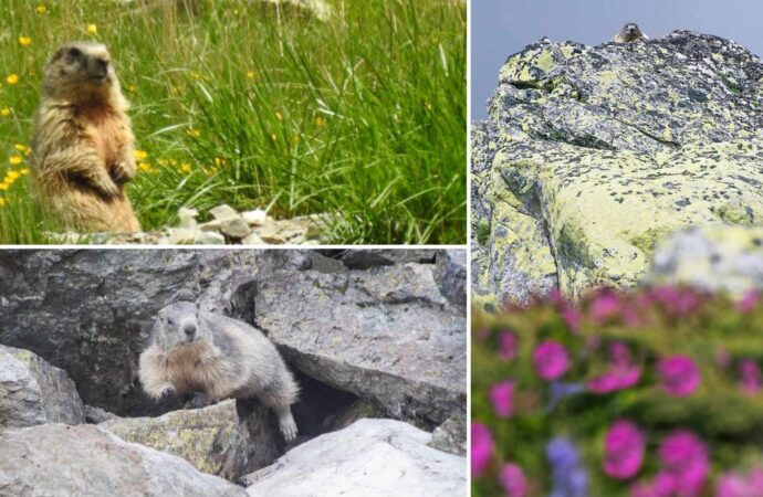 Marmotele din Alpi, adaptate perfect în Retezat. Aparițiile lor pe munte îi încântă pe turiști VIDEO Marmotele din Alpi, adaptate perfect în Retezat. Aparițiile lor pe munte îi încântă pe turiști VIDEO