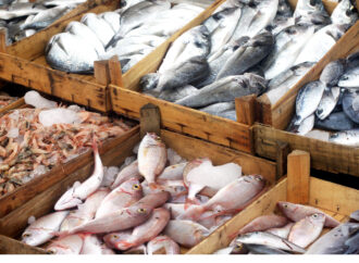 Pescarii români, o specie pe cale de DISPARIȚIE în Marea Neagră Pescarii români, o specie pe cale de DISPARIȚIE în Marea Neagră