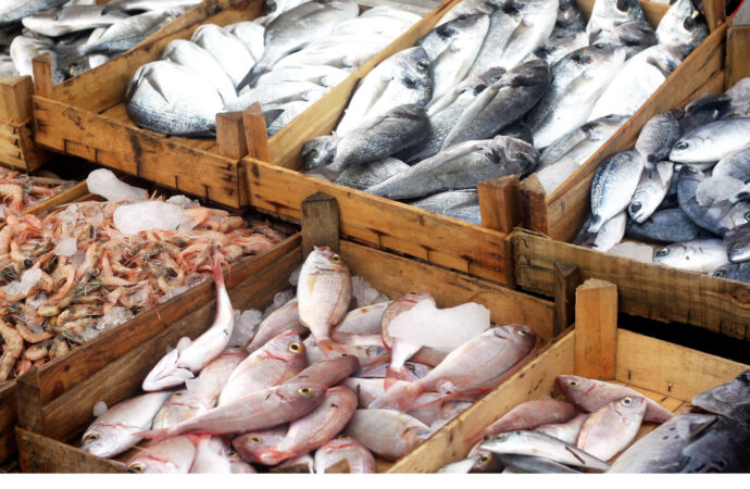 Pescarii români, o specie pe cale de DISPARIȚIE în Marea Neagră Pescarii români, o specie pe cale de DISPARIȚIE în Marea Neagră