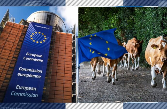 România solicită Comisiei Europene permisiunea de a importa animale de reproducție. Numărul vacilor, oilor, caprelor și porcilor scade an de an România solicită Comisiei Europene permisiunea de a importa animale de reproducție. Numărul vacilor, oilor, caprelor și porcilor scade an de an
