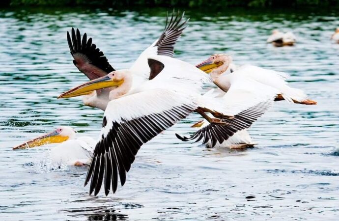 Câți vizitatori străini are Delta Dunării, destinația magică descoperită de The Telegraph în România