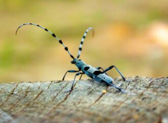 Insecta de care turiștii nu au voie să se atingă în Munții Șureanu. Este preferata amatorilor de fotografii FOTO Insecta de care turiștii nu au voie să se atingă în Munții Șureanu. Este preferata amatorilor de fotografii FOTO