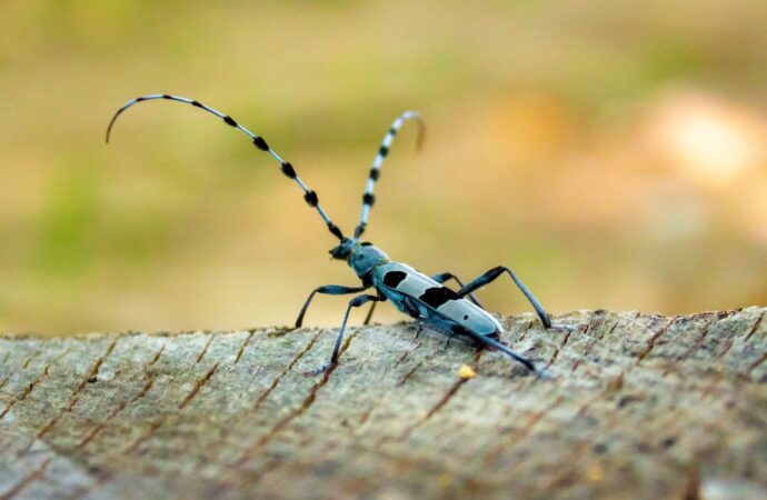 Insecta de care turiștii nu au voie să se atingă în Munții Șureanu. Este preferata amatorilor de fotografii FOTO Insecta de care turiștii nu au voie să se atingă în Munții Șureanu. Este preferata amatorilor de fotografii FOTO
