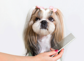 Pet grooming-ul este noua tendință Pet grooming-ul este noua tendință