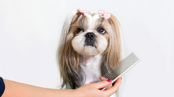 Pet grooming-ul este noua tendință Pet grooming-ul este noua tendință