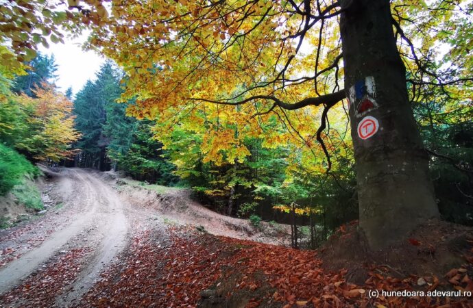 Drumurile care duc în sălbăticia Munților Șureanu. Cum ajungi în locurile uimitoare din parcul natural Drumurile care duc în sălbăticia Munților Șureanu. Cum ajungi în locurile uimitoare din parcul natural