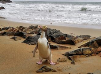 Pinguinul Hoiho a câștigat concursul „Pasărea Anului” Pinguinul Hoiho a câștigat concursul „Pasărea Anului”