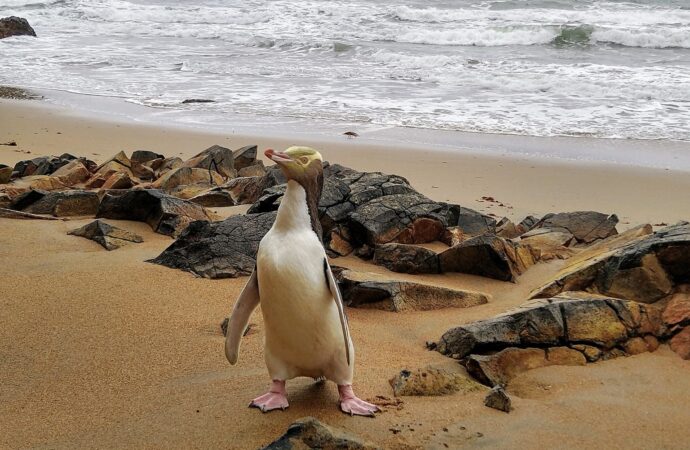 Pinguinul Hoiho a câștigat concursul „Pasărea Anului” Pinguinul Hoiho a câștigat concursul „Pasărea Anului”