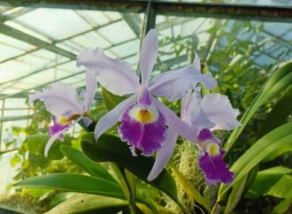 Descoperă colecția de orhidee la Grădina Botanică din Cluj Descoperă colecția de orhidee la Grădina Botanică din Cluj