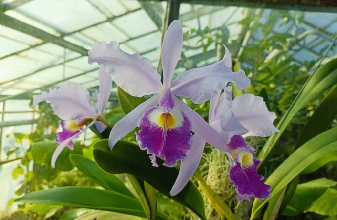 Descoperă colecția de orhidee la Grădina Botanică din Cluj Descoperă colecția de orhidee la Grădina Botanică din Cluj