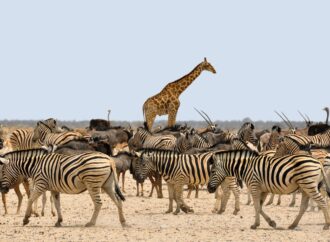 Cele mai tari destinații turistice ale anului 2025 pentru amatorii de Safari și animale sălbatice Cele mai tari destinații turistice ale anului 2025 pentru amatorii de Safari și animale sălbatice