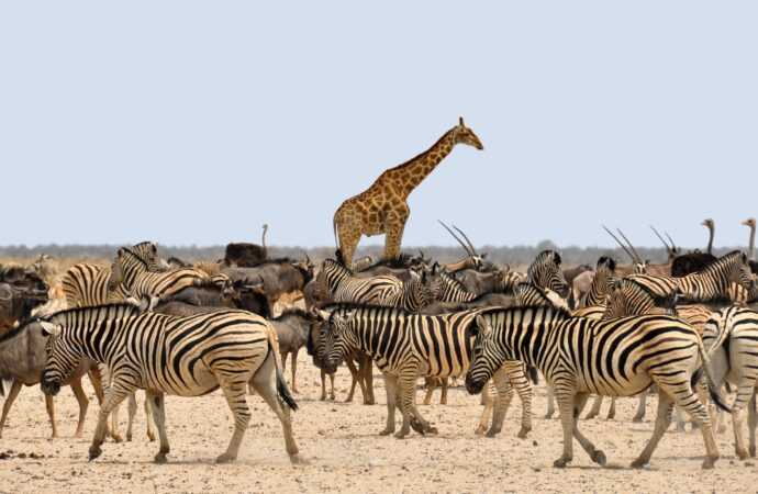 Cele mai tari destinații turistice ale anului 2025 pentru amatorii de Safari și animale sălbatice Cele mai tari destinații turistice ale anului 2025 pentru amatorii de Safari și animale sălbatice