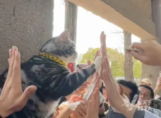 Jellybean e o pisică norocoasă care stă într-un templu din Suzhou