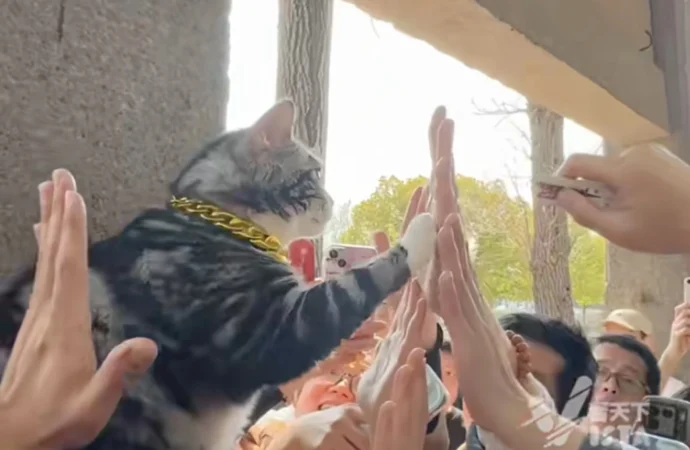 Jellybean e o pisică norocoasă care stă într-un templu din Suzhou