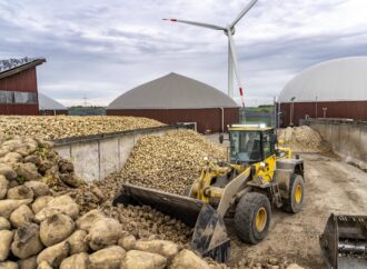 De la o CIUPERCĂ stimulată de schimbările climatice, un producător local a renunțat să cultive sfecla de zahăr. A suferit pierderi de 190.000 euro De la o CIUPERCĂ stimulată de schimbările climatice, un producător local a renunțat să cultive sfecla de zahăr. A suferit pierderi de 190.000 euro
