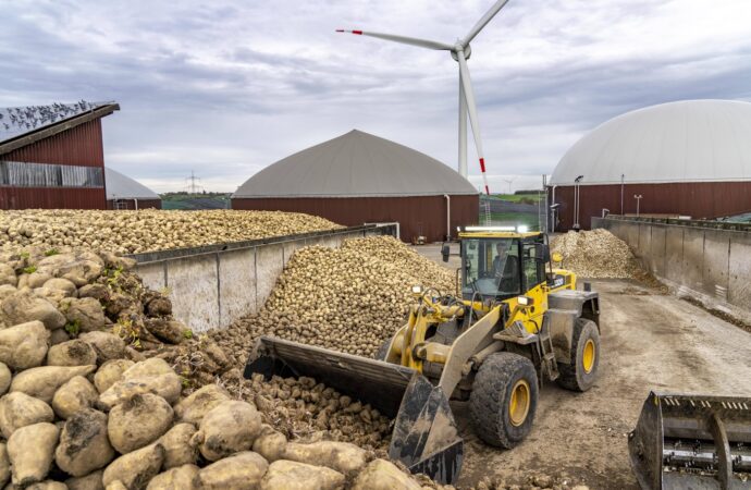 De la o CIUPERCĂ stimulată de schimbările climatice, un producător local a renunțat să cultive sfecla de zahăr. A suferit pierderi de 190.000 euro
