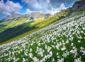 Rezervațiile de narcise din România, comorile parfumate ale naturii. Care sunt zonele unde natura face casă bună cu tradițiile Rezervațiile de narcise din România, comorile parfumate ale naturii. Care sunt zonele unde natura face casă bună cu tradițiile