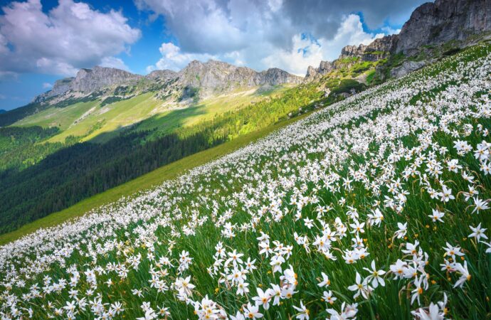 Rezervațiile de narcise din România, comorile parfumate ale naturii. Care sunt zonele unde natura face casă bună cu tradițiile Rezervațiile de narcise din România, comorile parfumate ale naturii. Care sunt zonele unde natura face casă bună cu tradițiile