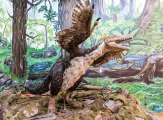 Lumea pierdută a dinozaurilor pitici din România. Descoperirile care i-au uimit pe savanți Lumea pierdută a dinozaurilor pitici din România. Descoperirile care i-au uimit pe savanți