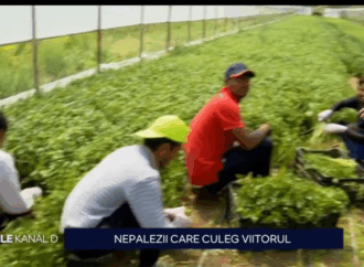 Producătorii locali nu mai găsesc muncitori pe teritoriul țării noastre și apelează la forța de muncă din Nepal Producătorii locali nu mai găsesc muncitori pe teritoriul țării noastre și apelează la forța de muncă din Nepal