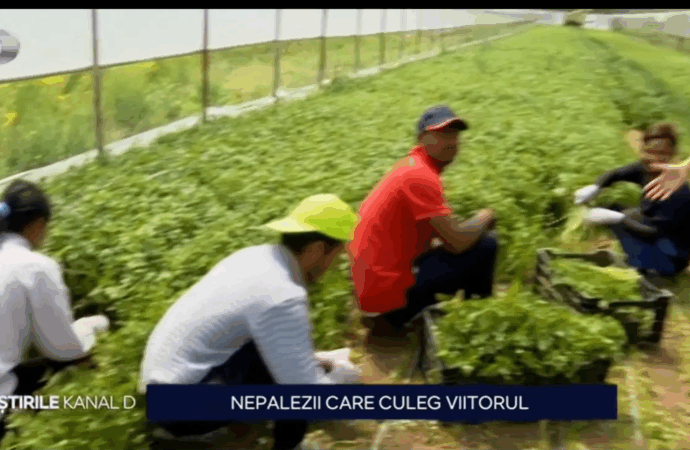 Producătorii locali nu mai găsesc muncitori pe teritoriul țării noastre și apelează la forța de muncă din Nepal Producătorii locali nu mai găsesc muncitori pe teritoriul țării noastre și apelează la forța de muncă din Nepal