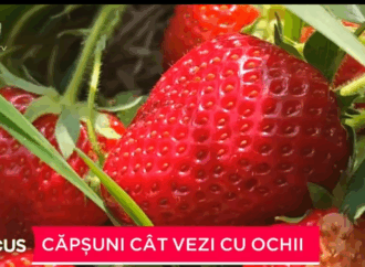 Un bărbat din județul Suceava s-a întors acasă decis să investească în agricultură. Toți banii i-a folosit pentru a planta căpșuni. Un bărbat din județul Suceava s-a întors acasă decis să investească în agricultură. Toți banii i-a folosit pentru a planta căpșuni.