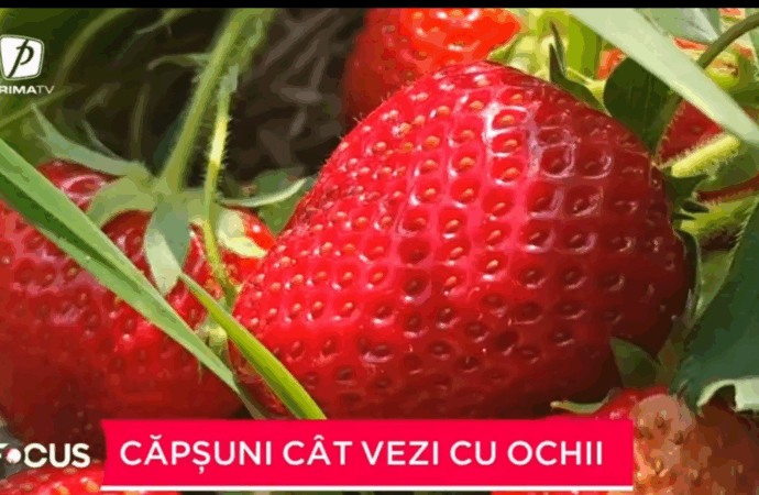 Un bărbat din județul Suceava s-a întors acasă decis să investească în agricultură. Toți banii i-a folosit pentru a planta căpșuni. Un bărbat din județul Suceava s-a întors acasă decis să investească în agricultură. Toți banii i-a folosit pentru a planta căpșuni.