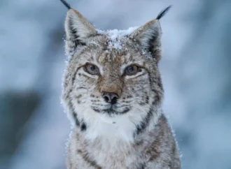 LYNX Festival revine cu a 3-a ediție la Brașov