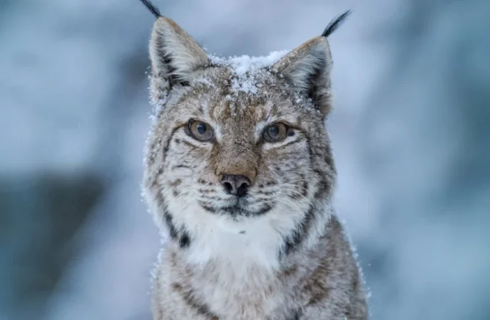 LYNX Festival revine cu a 3-a ediție la Brașov