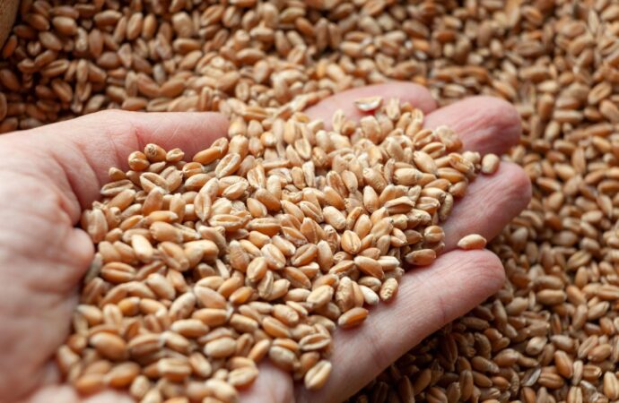 Fermierii ar putea obține cele mai bogate recolte din ultimii 10 ani datorită ploilor abundente, dar nu se știe sigur dacă pâinea se va ieftini Fermierii ar putea obține cele mai bogate recolte din ultimii 10 ani datorită ploilor abundente, dar nu se știe sigur dacă pâinea se va ieftini