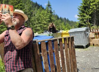 Urșii, stăpânii tomberoanelor pe Transfăgărășan: „Sunt deja atât de isteți încât blochează drumul”