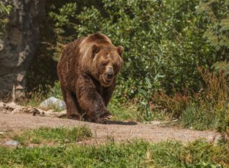 Cât de utile sunt sprayurile pentru urși pe munte. „Sunt puține șanse să fii nevoit să le folosești” Cât de utile sunt sprayurile pentru urși pe munte. „Sunt puține șanse să fii nevoit să le folosești”