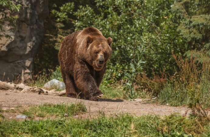 Cât de utile sunt sprayurile pentru urși pe munte. „Sunt puține șanse să fii nevoit să le folosești”