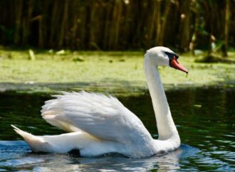 Top 7 atracții de neratat în Delta Dunării – ghid complet pentru o escapadă autentică Top 7 atracții de neratat în Delta Dunării – ghid complet pentru o escapadă autentică