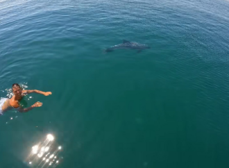 Întâlnire spectaculoasă în Marea Neagră: un delfin prietenos s-a întors la un turist, spre uimirea tuturor Întâlnire spectaculoasă în Marea Neagră: un delfin prietenos s-a întors la un turist, spre uimirea tuturor