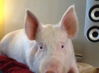 Cât costă un porc Marele Alb acum, în noiembrie 2025. De unde este mai avantajos să cumpărăm: supermarket versus producător local.