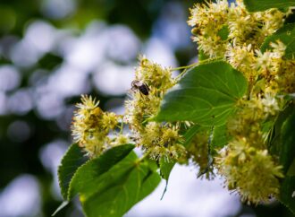 În ce perioadă din an este bine să plantezi teiul. Etapele peste care să nu sari, pentru ca arborele să se dezvolte corect În ce perioadă din an este bine să plantezi teiul. Etapele peste care să nu sari, pentru ca arborele să se dezvolte corect