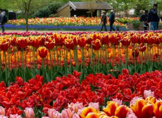 Keukenhof, grădina Europei. O evadare parfumată, printre șapte milioane de flori, plănuită ca la carte Keukenhof, grădina Europei. O evadare parfumată, printre șapte milioane de flori, plănuită ca la carte