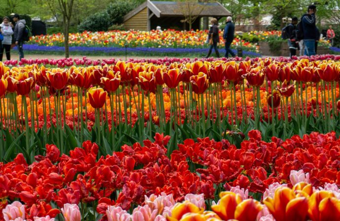 Keukenhof, grădina Europei. O evadare parfumată, printre șapte milioane de flori, plănuită ca la carte