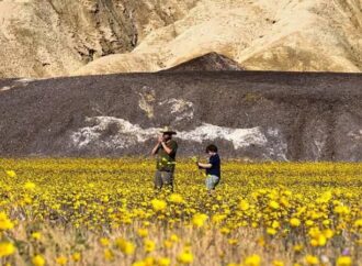 Misterul Văii Morții: cum s-a acoperit cel mai fierbinte deșert de pe Pământ cu mii de flori sălbatice. Fenomenul rar care fascinează cercetătorii și vizitatorii