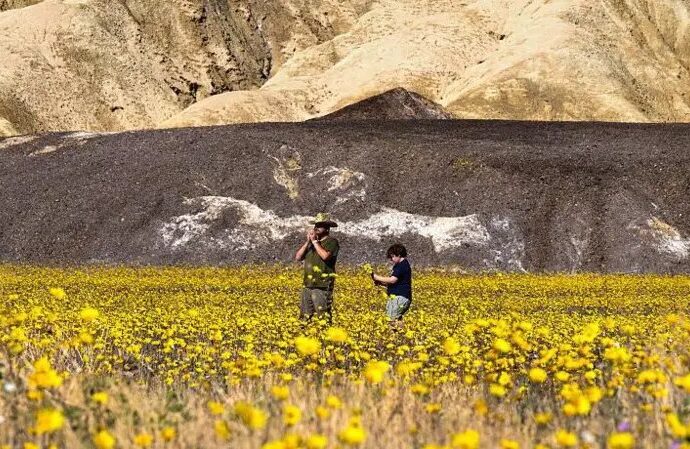 Misterul Văii Morții: cum s-a acoperit cel mai fierbinte deșert de pe Pământ cu mii de flori sălbatice. Fenomenul rar care fascinează cercetătorii și vizitatorii